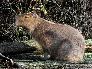 Capybara on the lawn. The biggest modern rodent. Latin name - Hydrochoerus hydrochaeris