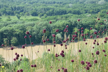 poppy field in spring