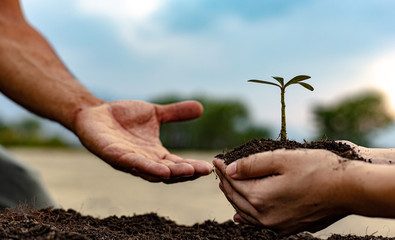 Young men give female seedlings to plant in fertile soil, ready to grow into a large tree in the...