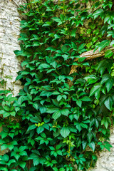 Old stone wall with green ivy as background.