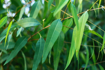 Eucalyptus leaf, closed, beautiful green, blurred background