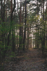 Fototapeta premium forest road in the shadow