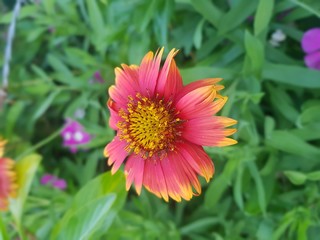 Fototapeta premium pink and yellow dahlia