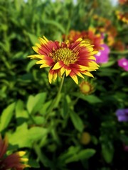 bee on a flower