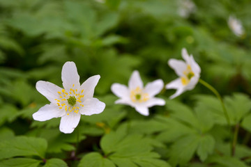 white flowers in the forest
