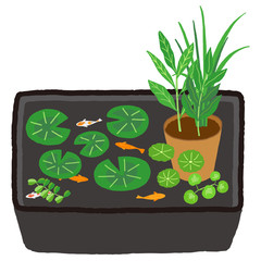 トロ船　睡蓮鉢　水辺植物　メダカ　睡蓮