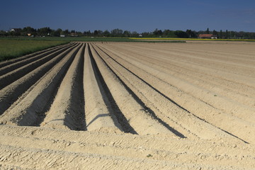 kartoffelfeld