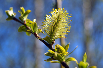 willow branch with yellow flowers