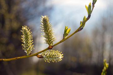 willow branch in spring