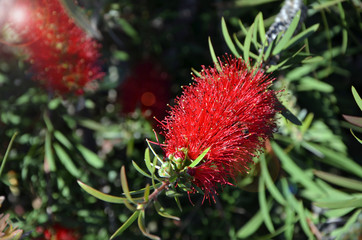 blooming red callistemon flowers and glare of the sun on a spring day
