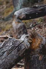 damaged tree by the beaver