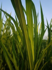 green grass with blue sky