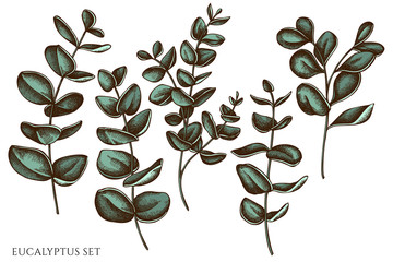 Vector set of hand drawn colored eucalyptus © Sad