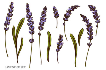 Vector set of hand drawn colored lavender © Sad