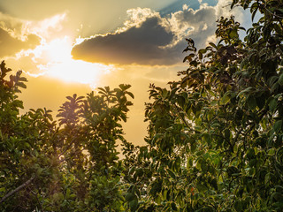 Sunset over the Trees