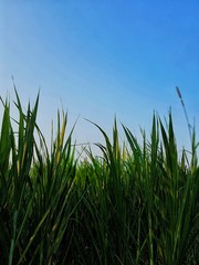 green grass and blue sky