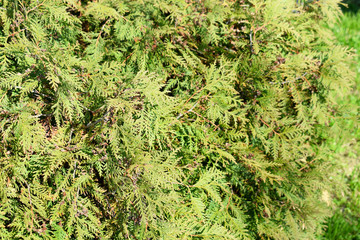 Thuja western Danica is a spherical shrub. The height of this bush reaches about half a meter. Close-up photo.