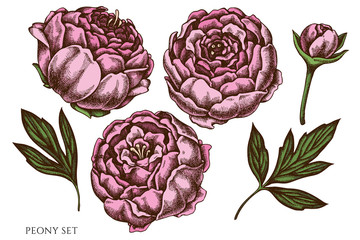 Vector set of hand drawn colored peony