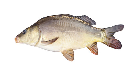 carp is a fish that lives in ponds and rivers. fishing trophy © photoidea
