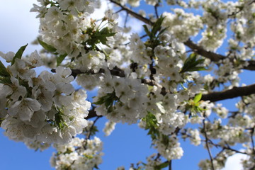 cherry tree blossom