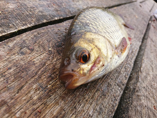 roach is a fish that lives in ponds, lakes and rivers. fishing trophy. © photoidea