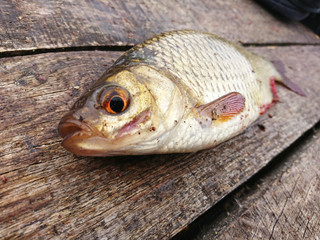 roach is a fish that lives in ponds, lakes and rivers. fishing trophy. © photoidea