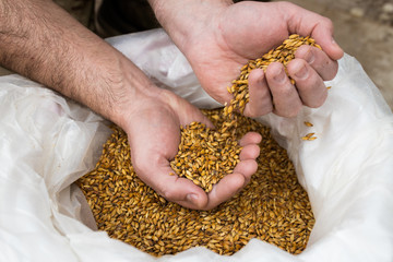 Brewers malt of different sorts packed in big bags