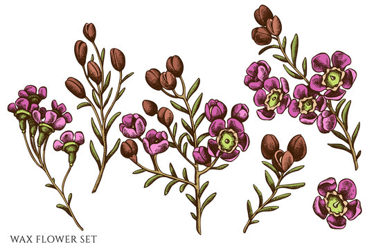 Vector set of hand drawn colored wax flower