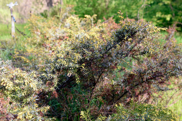 A kind of coniferous plant.