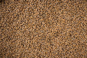 Brewers malt of different sorts packed in big bags