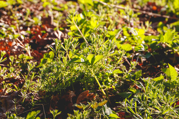 green flowers in small forest
