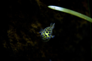 
golden puffer fish, in the dark of the aquarium
