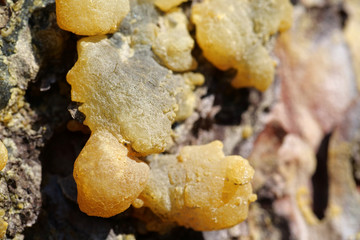 Yellow resin of pine tree