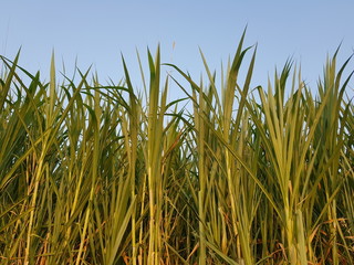 green grass and blue sky