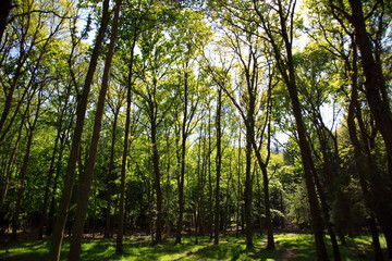Woodland in Spring
