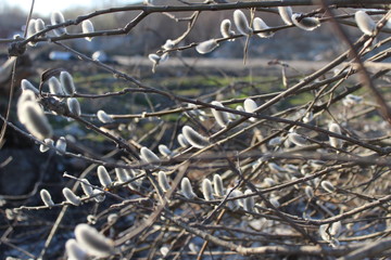 willow branches intertwining