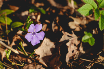small iconic purple flower in forest
