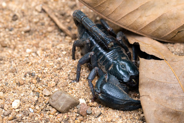 scorpion on the ground