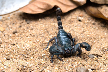 scorpion on the ground