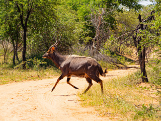 Buck crossing a Dirt Road