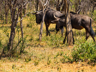 Wildebeest under the Trees