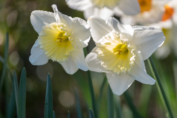 Fototapeta premium Narcisse