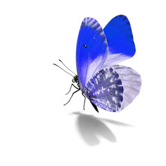 Beautiful blue and white butterfly