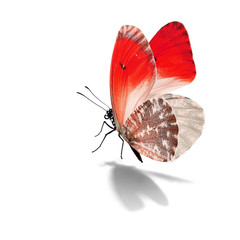 Beautiful red and white butterfly