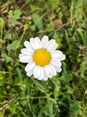 white daisy in the garden