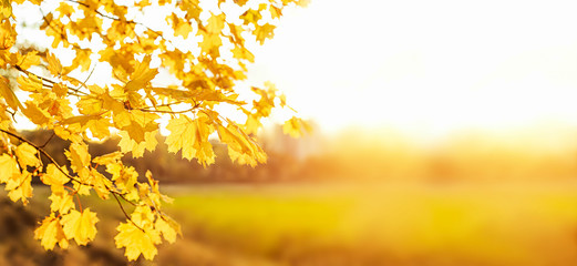 Yellow maple leaves during autumn season with warm sunlight from behind.  Fall park on blurry background. Beautiful nature scene, Canada Day concept.