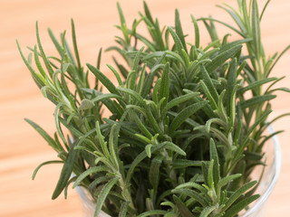 ハーブ　ローズマリー