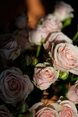 Vase with rose flowers on an orange background