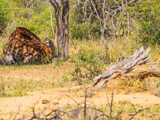 Giraffe Sleeping under a Tree