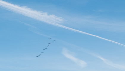 Birds flying in formation in the sky